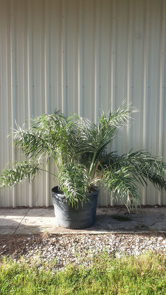 allagoptera-arenaria-seashore-palm