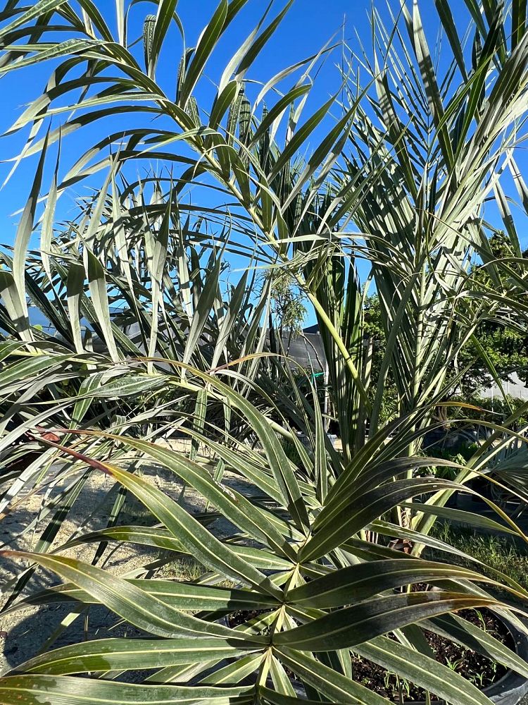 allagoptera-arenaria-seashore-palm