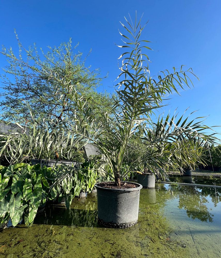 allagoptera-arenaria-seashore-palm