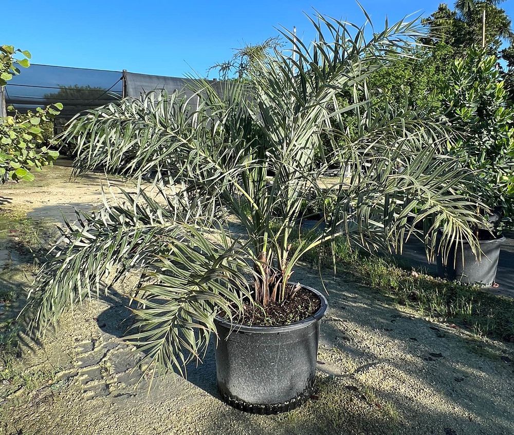 allagoptera-arenaria-seashore-palm