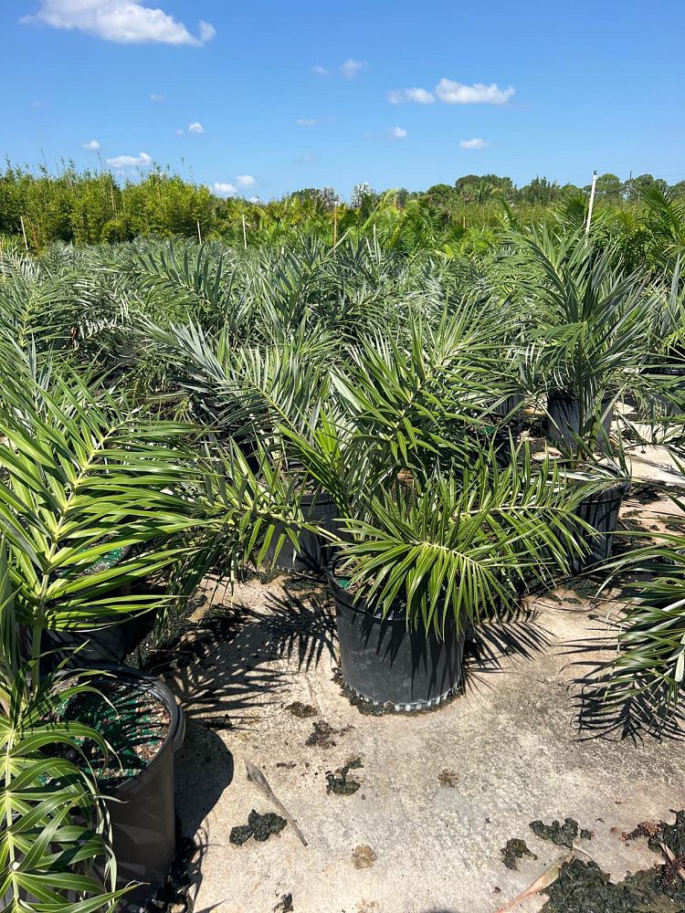 allagoptera-arenaria-seashore-palm