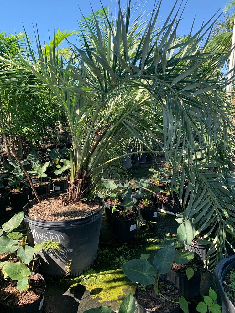 allagoptera-arenaria-seashore-palm