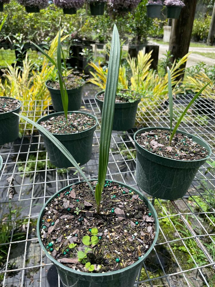 allagoptera-arenaria-seashore-palm