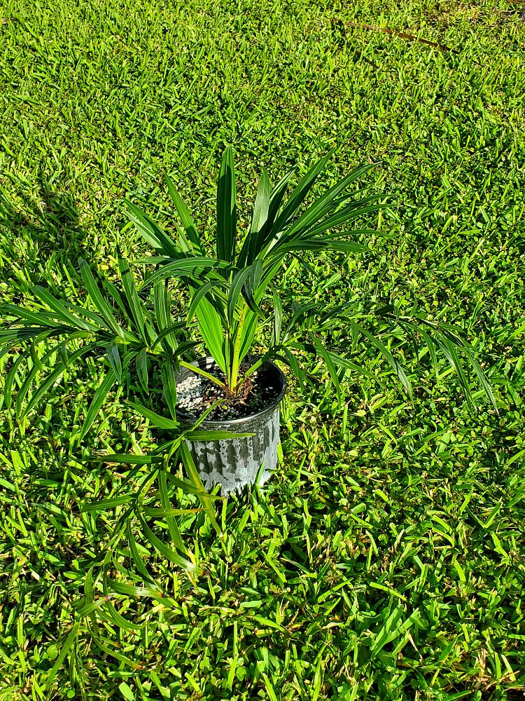 allagoptera-arenaria-seashore-palm