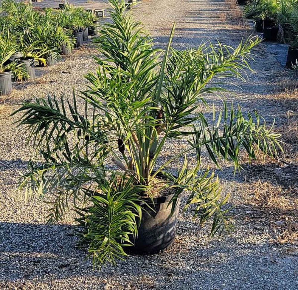allagoptera-arenaria-seashore-palm