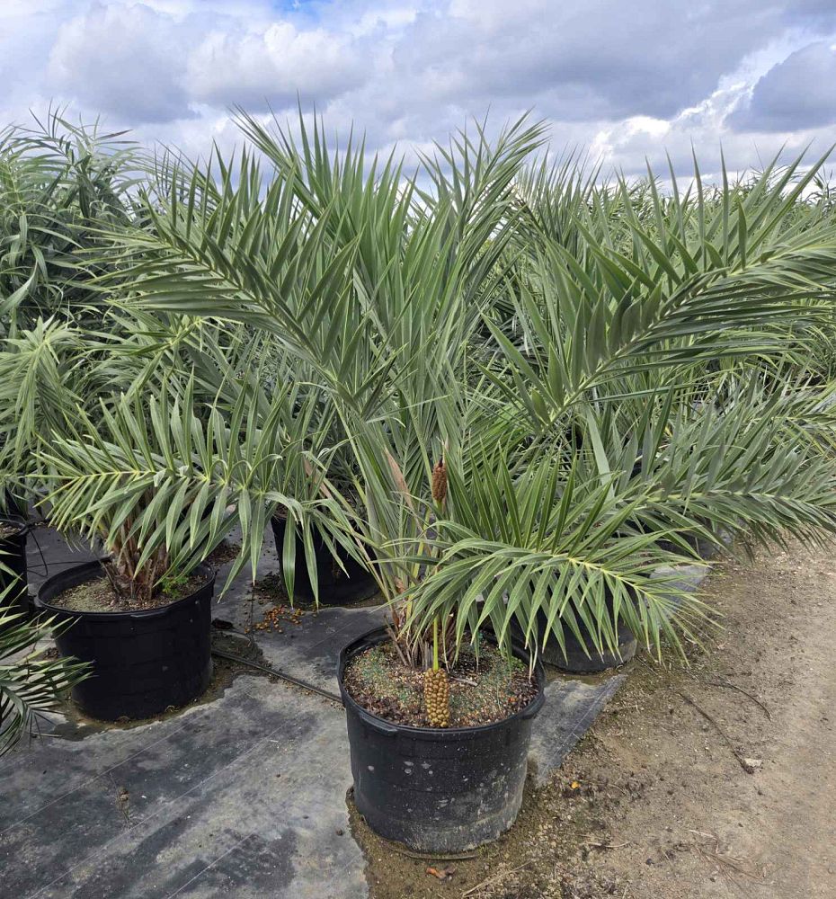 allagoptera-arenaria-seashore-palm