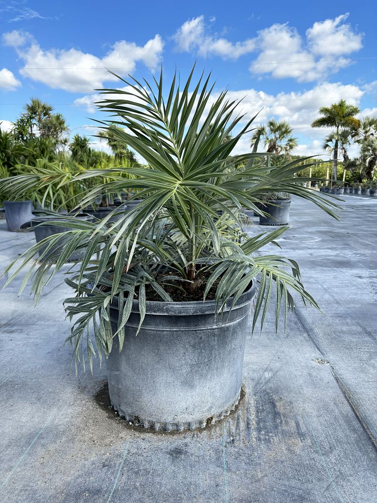 allagoptera-arenaria-seashore-palm