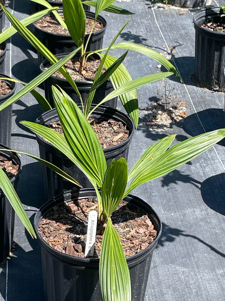 allagoptera-arenaria-seashore-palm