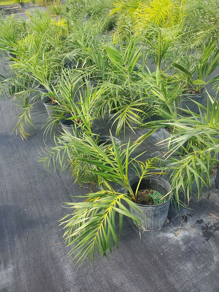 allagoptera-arenaria-seashore-palm