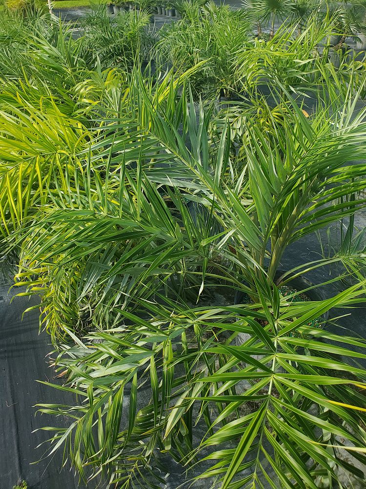 allagoptera-arenaria-seashore-palm
