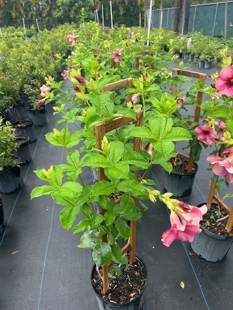allamanda-blanchetii-violet-purple-allamanda