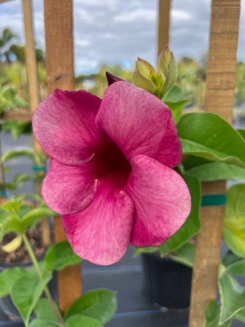 allamanda-blanchetii-violet-purple-allamanda