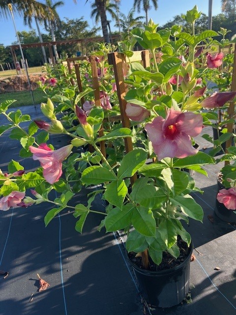 allamanda-blanchetii-violet-purple-allamanda