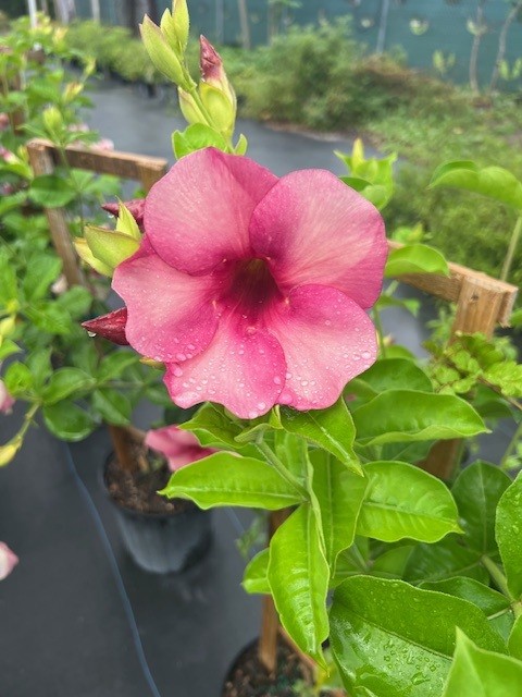 allamanda-blanchetii-violet-purple-allamanda