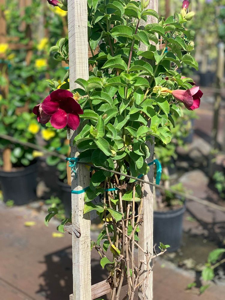 allamanda-brazilian-red-wine