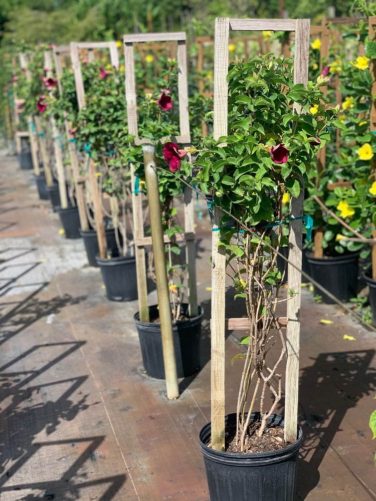 allamanda-brazilian-red-wine