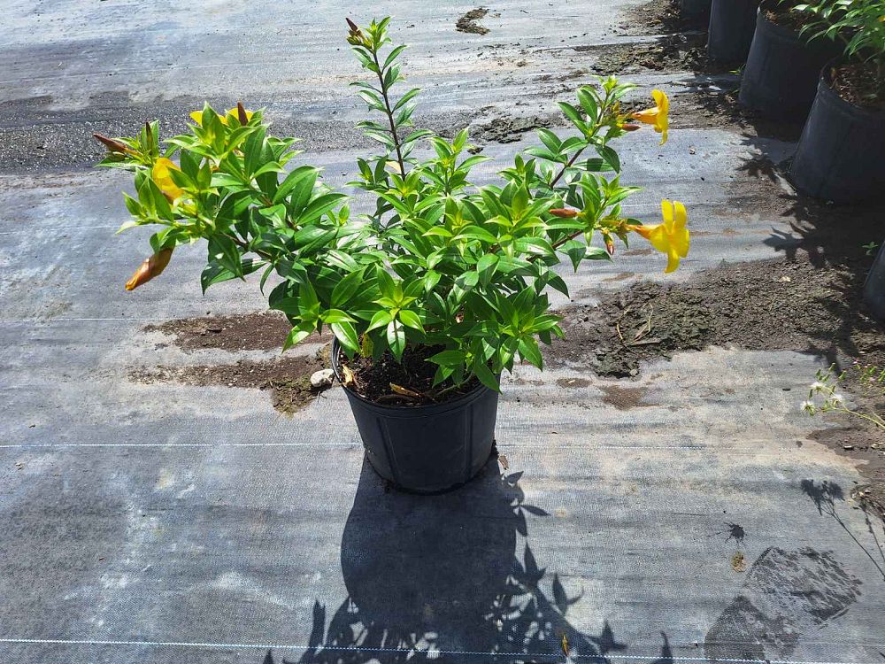 allamanda-calcicola