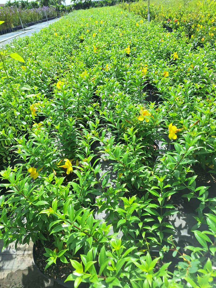 allamanda-calcicola