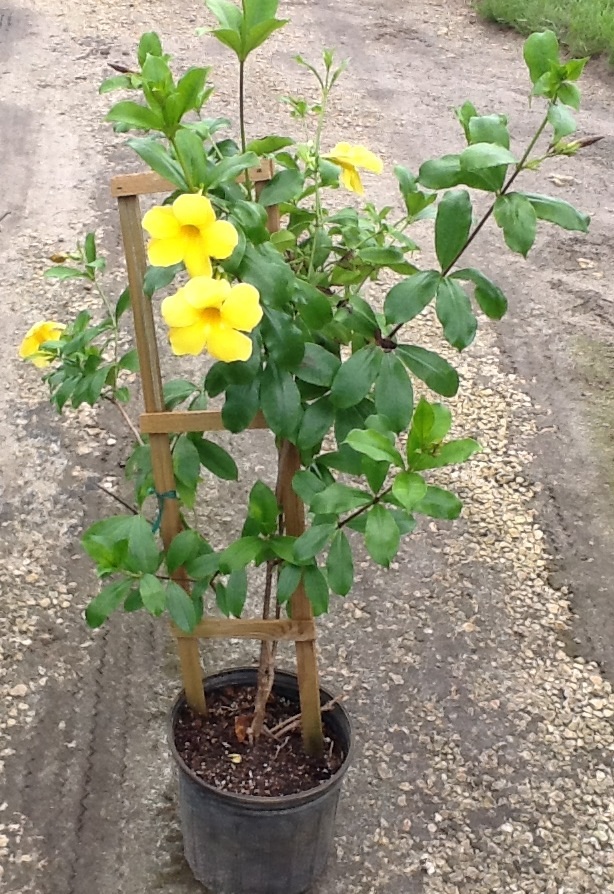 allamanda-cathartica-brown-bud-allamanda-yellow-allamanda-golden-trumpet