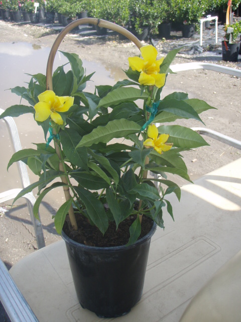 allamanda-cathartica-brown-bud-allamanda-yellow-allamanda-golden-trumpet