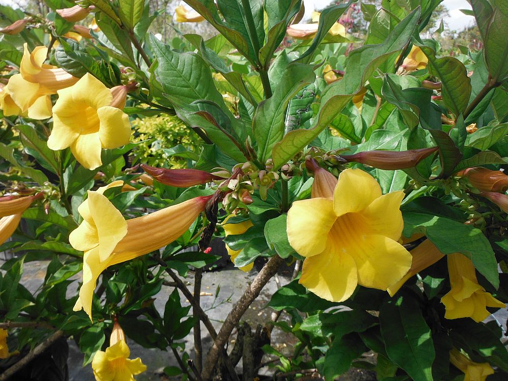 allamanda-cathartica-brown-bud-allamanda-yellow-allamanda-golden-trumpet