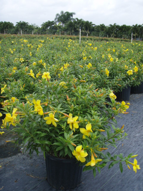 allamanda-cathartica-brown-bud-allamanda-yellow-allamanda-golden-trumpet