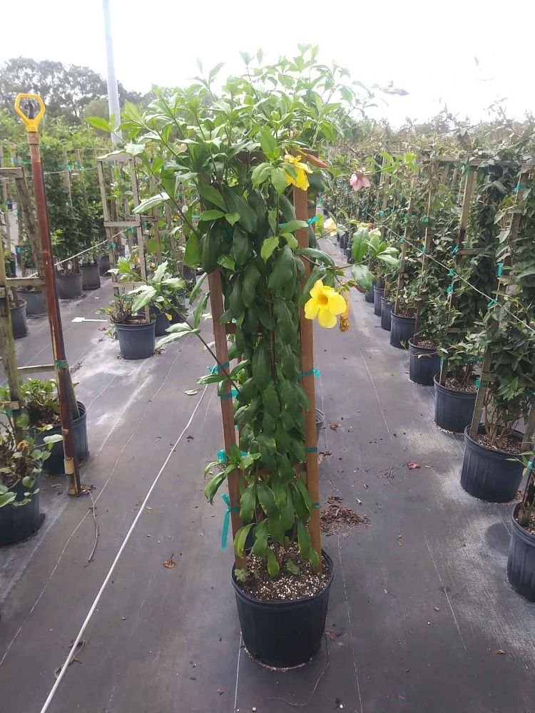 allamanda-cathartica-brown-bud-allamanda-yellow-allamanda-golden-trumpet