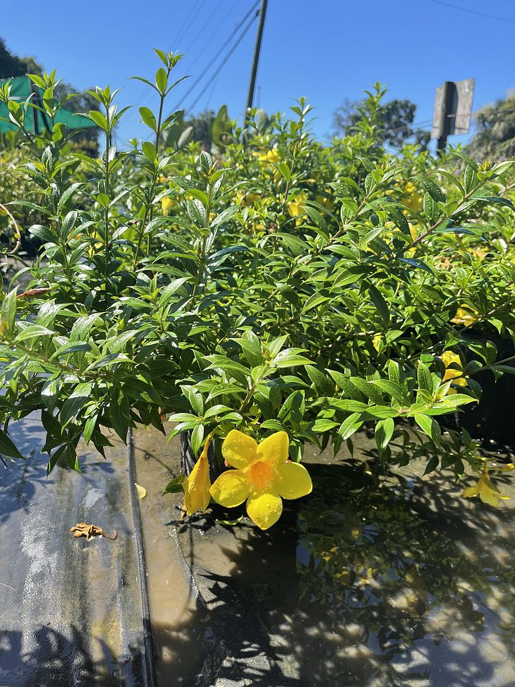 allamanda-cathartica-brown-bud-allamanda-yellow-allamanda-golden-trumpet
