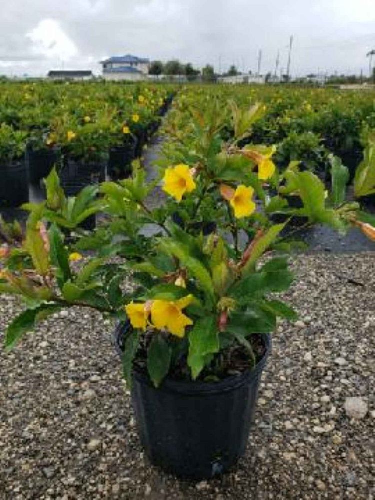 allamanda-cathartica-brown-bud-allamanda-yellow-allamanda-golden-trumpet