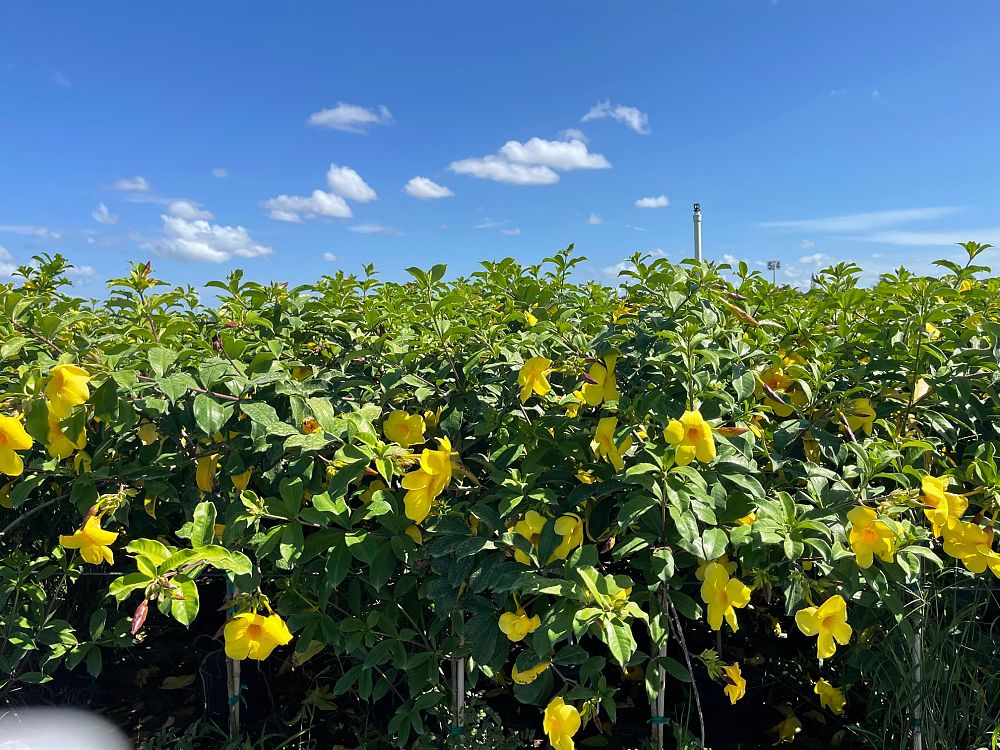 allamanda-cathartica-brown-bud-allamanda-yellow-allamanda-golden-trumpet
