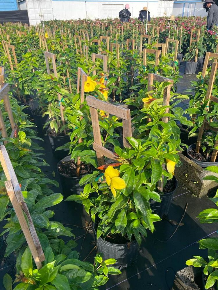 allamanda-cathartica-brown-bud-allamanda-yellow-allamanda-golden-trumpet