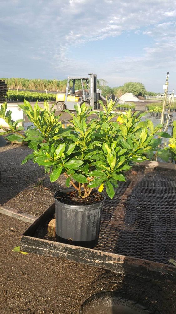 allamanda-cathartica-brown-bud-allamanda-yellow-allamanda-golden-trumpet
