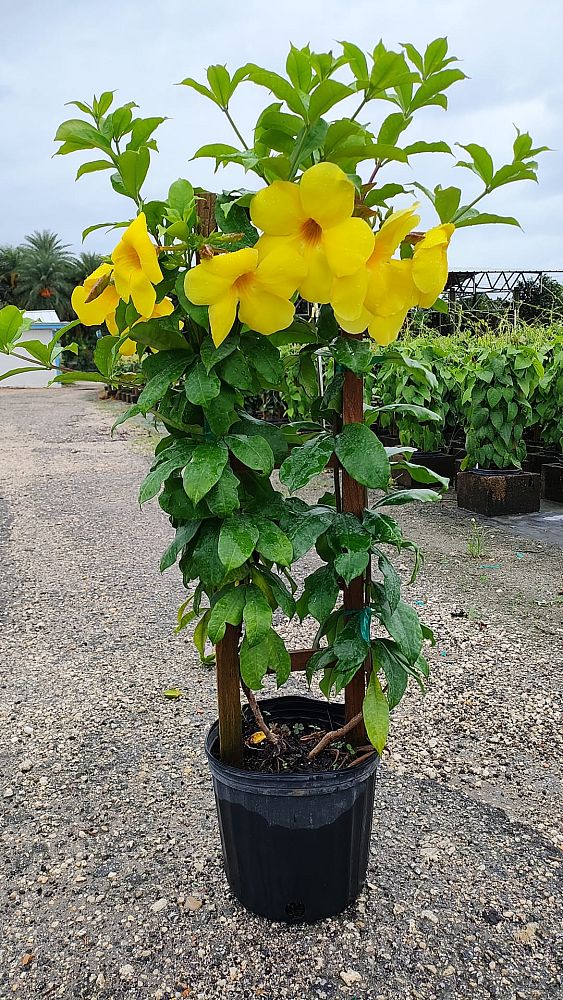 allamanda-cathartica-brown-bud-allamanda-yellow-allamanda-golden-trumpet