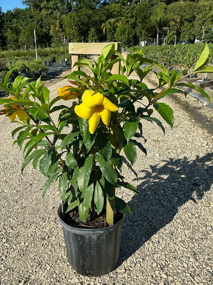 allamanda-cathartica-brown-bud-allamanda-yellow-allamanda-golden-trumpet