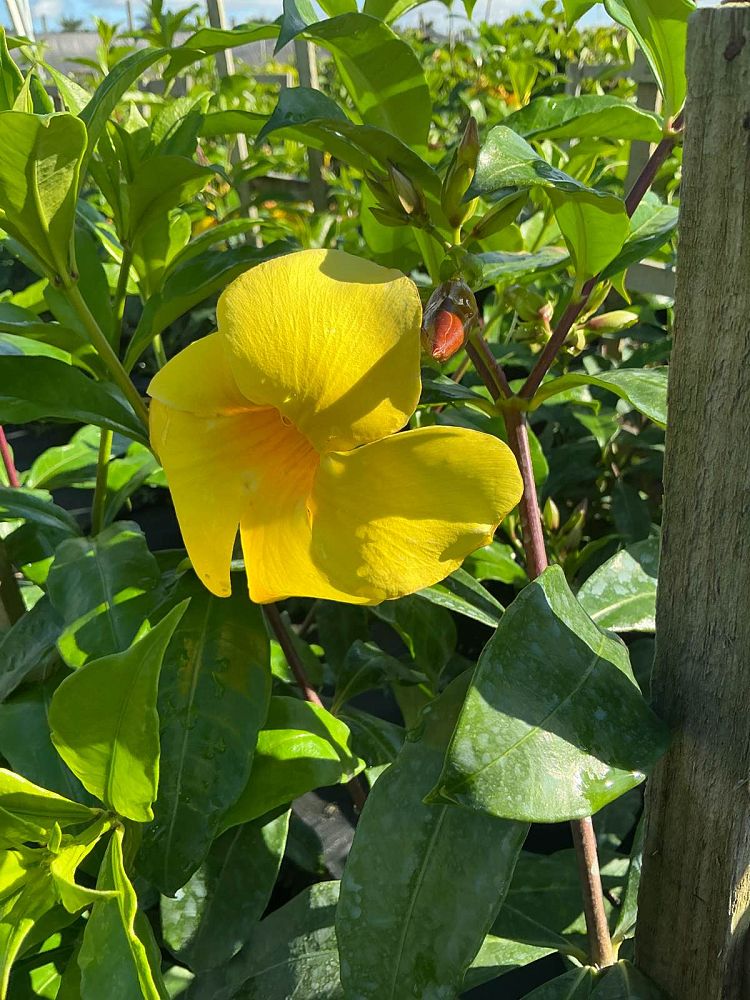allamanda-cathartica-brown-bud-allamanda-yellow-allamanda-golden-trumpet