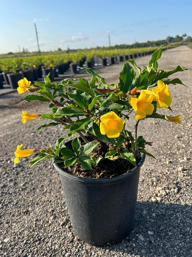 allamanda-cathartica-brown-bud-allamanda-yellow-allamanda-golden-trumpet