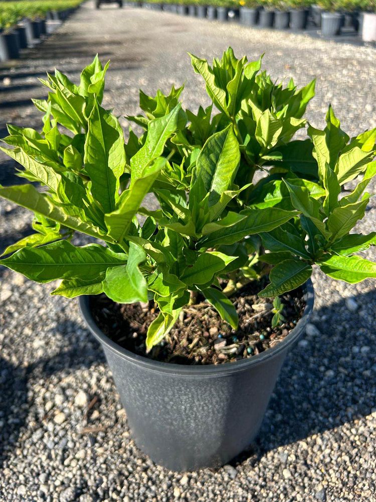 allamanda-cathartica-brown-bud-allamanda-yellow-allamanda-golden-trumpet