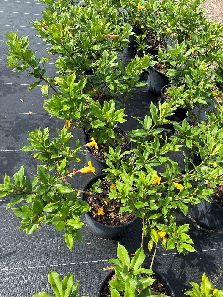 allamanda-cathartica-brown-bud-allamanda-yellow-allamanda-golden-trumpet