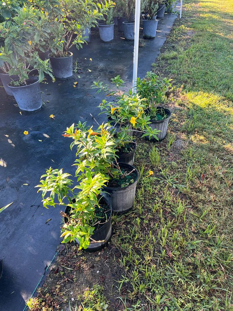 allamanda-cathartica-brown-bud-allamanda-yellow-allamanda-golden-trumpet