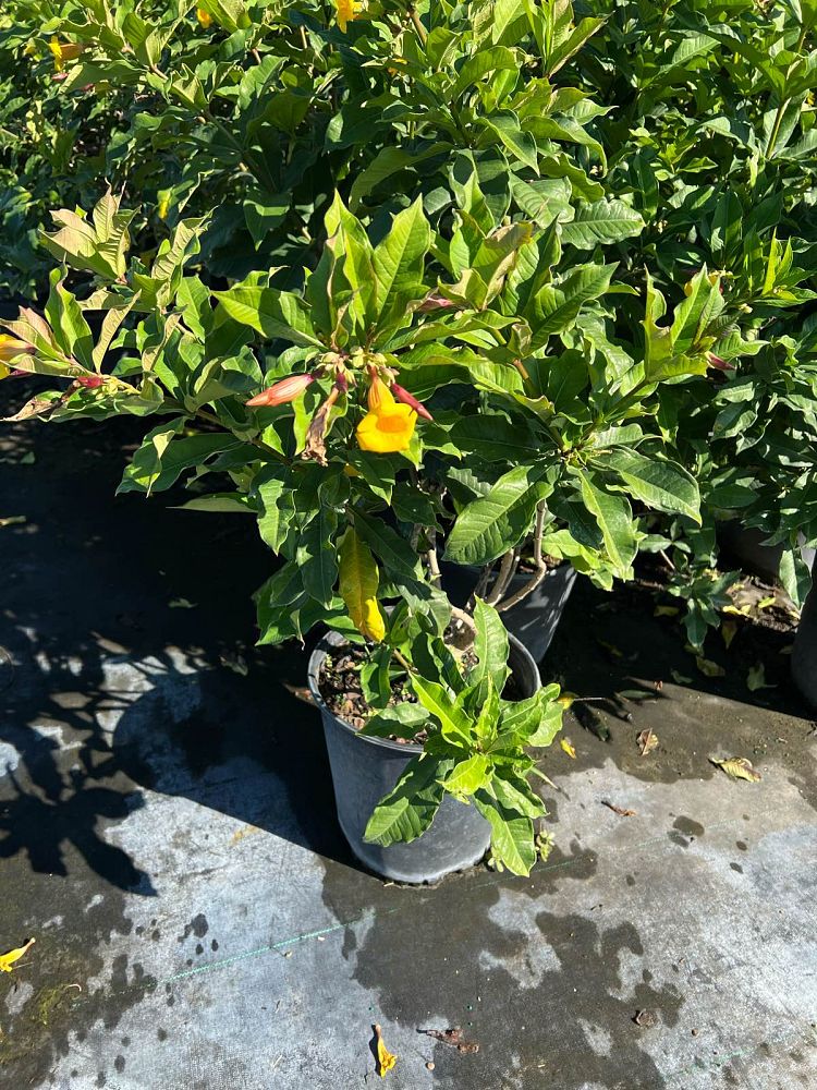 allamanda-cathartica-brown-bud-allamanda-yellow-allamanda-golden-trumpet