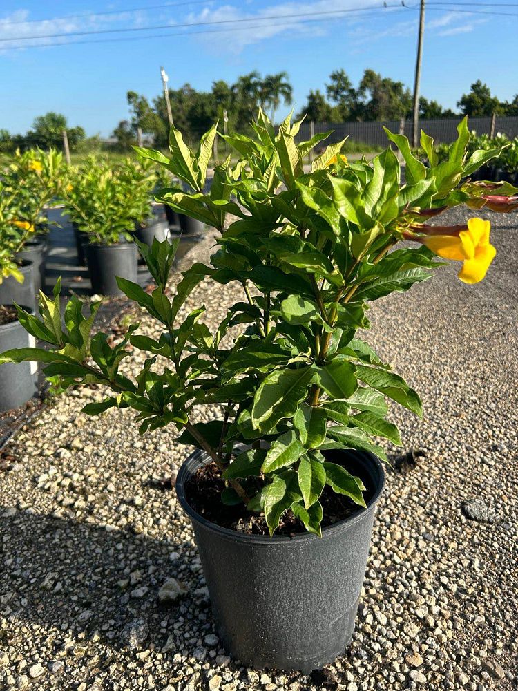 allamanda-cathartica-brown-bud-allamanda-yellow-allamanda-golden-trumpet