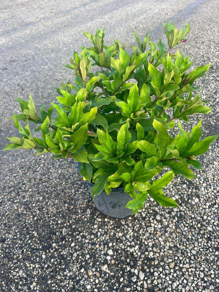 allamanda-cathartica-brown-bud-allamanda-yellow-allamanda-golden-trumpet