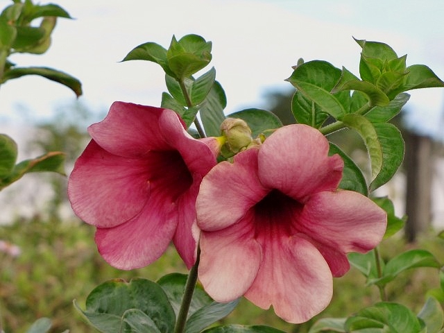 allamanda-cathartica-cherries-jubilee-brown-bud-allamanda-yellow-allamanda-golden-trumpet
