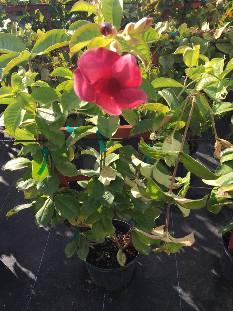 allamanda-cathartica-cherries-jubilee-brown-bud-allamanda-yellow-allamanda-golden-trumpet