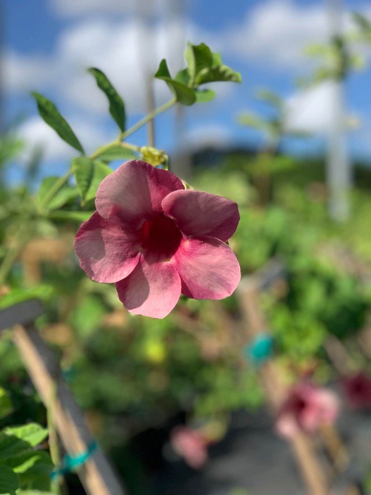 allamanda-cathartica-cherries-jubilee-brown-bud-allamanda-yellow-allamanda-golden-trumpet