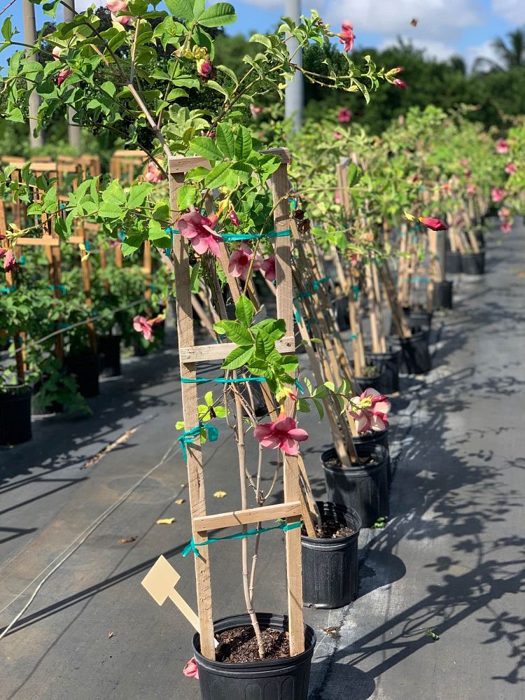 allamanda-cathartica-cherries-jubilee-brown-bud-allamanda-yellow-allamanda-golden-trumpet