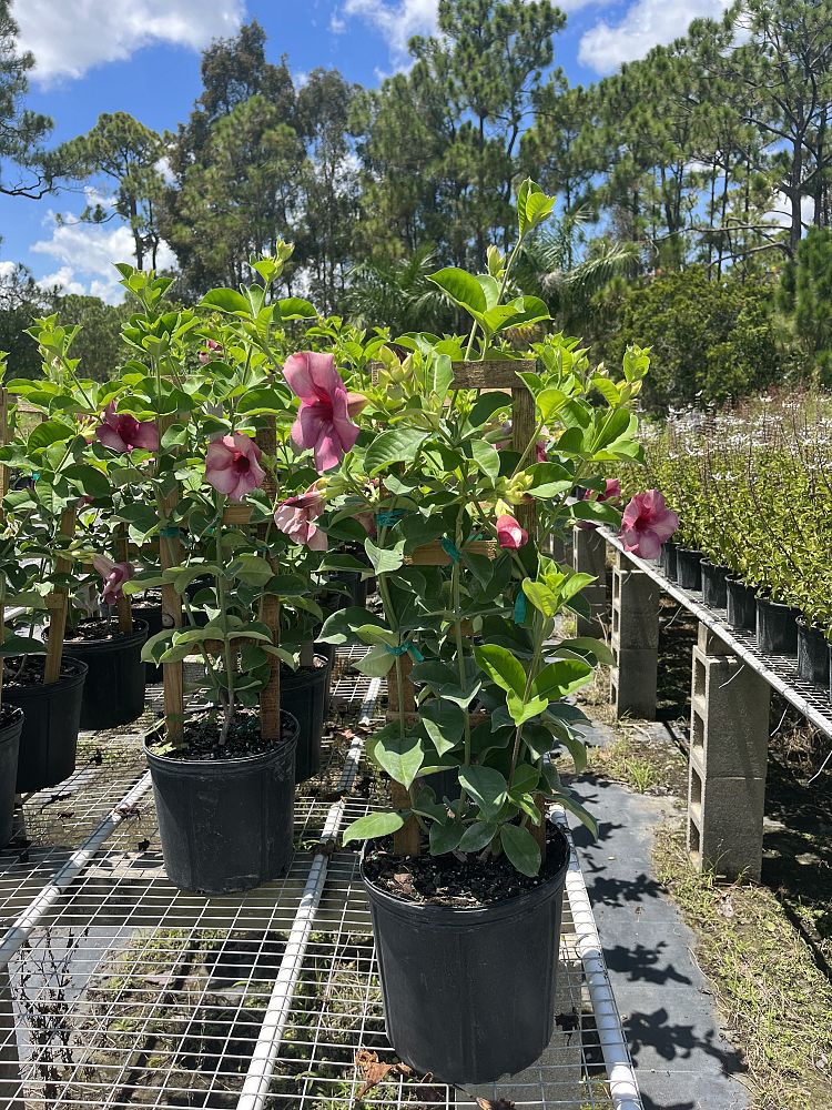 allamanda-cathartica-cherries-jubilee-brown-bud-allamanda-yellow-allamanda-golden-trumpet