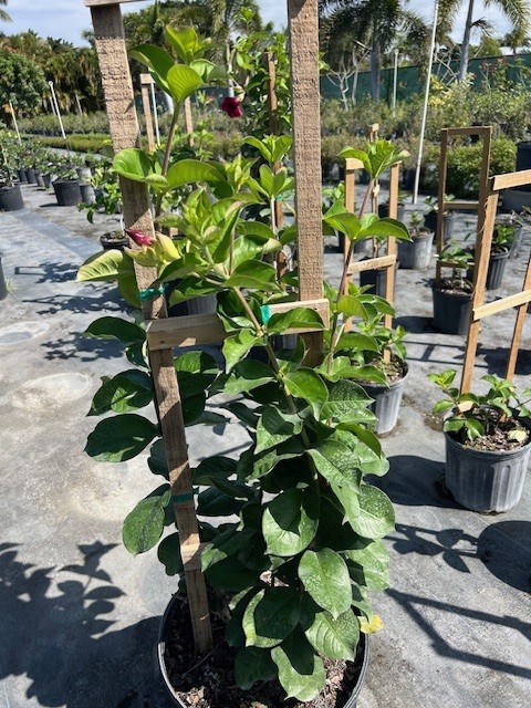 allamanda-cathartica-cherries-jubilee-brown-bud-allamanda-yellow-allamanda-golden-trumpet