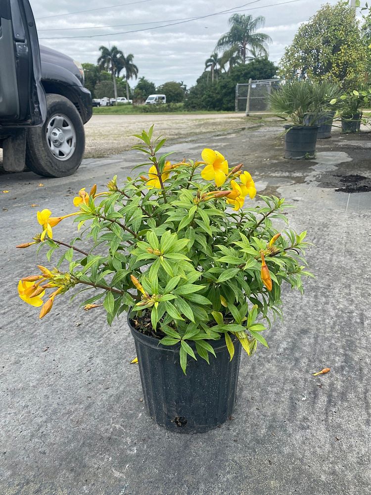 allamanda-cathartica-compacta-brown-bud-allamanda-yellow-allamanda-golden-trumpet