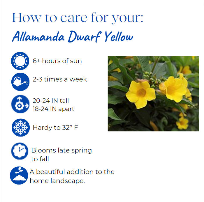 allamanda-cathartica-dwarf-discovery-brown-bud-allamanda-yellow-allamanda-golden-trumpet